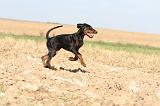 DOBERMANN 060